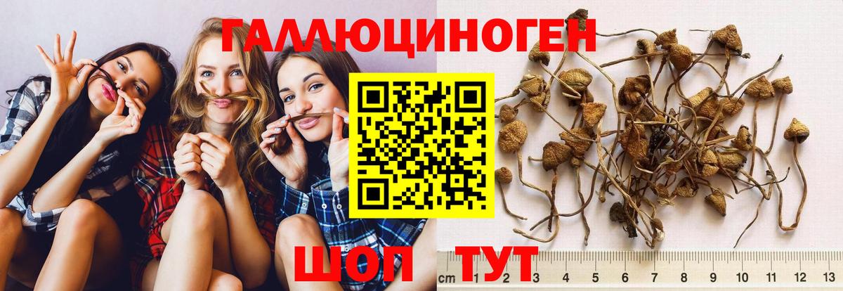 Псилоцибиновые грибы GOLDEN TEACHER Шахты